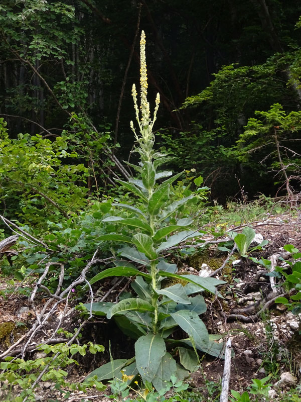 Verbascum cfr. thapsus